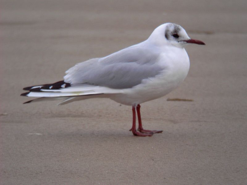 Black Headed Gull